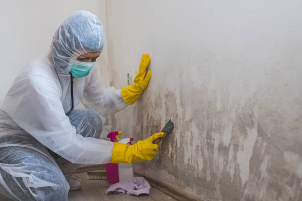 Best Black Mold Removal  in St Francis, MN