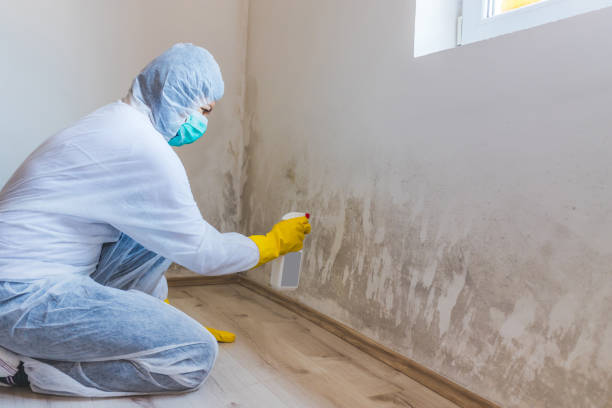 Best Mold Removal for HVAC Installations  in St Francis, MN