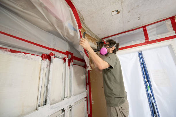 Best Water Damage & Mold Remediation  in St Francis, MN