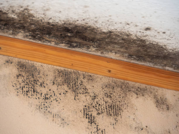 Mold Remediation for Vacation Homes in St Francis, MN