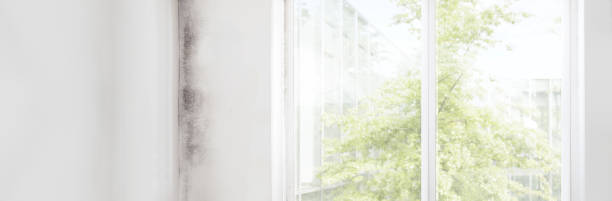 Best Forensic Mold Investigation  in St Francis, MN