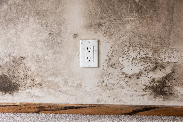  St Francis, MN Mold Removal Pros