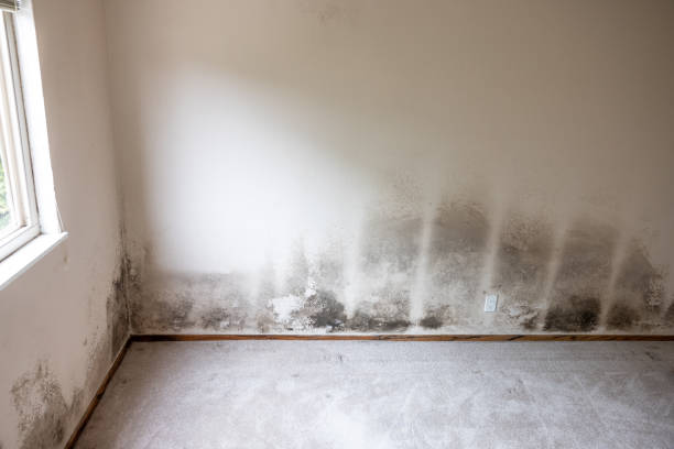 Best Mold Damage Restoration  in St Francis, MN