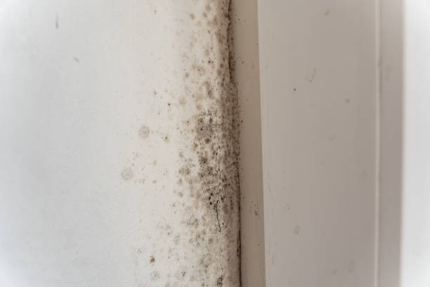 Best Air Quality Testing for Mold Spores  in St Francis, MN